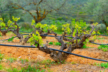 Old trunks and young green shoots of wine grape plants in rows in vineyard in spring