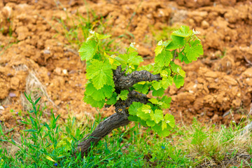 Old trunks and young green shoots of wine grape plants in rows in vineyard in spring
