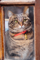 un joli chat avec un collier regarde par la fenêtre en bois