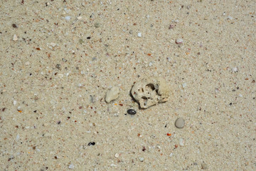 Sandy beach and sea is the background and texture.