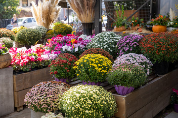 Variety of potted chrysanthemum plants at the greek garden shop in October.