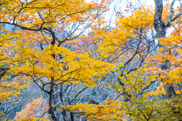 Autumn, Maple leaves orange and red In summer the leaves change color at Nikko in Japan