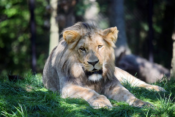Katanga Lion Lying on Grass Portrait