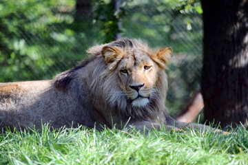 Katanga Lion Lying on Grass Nature Portrait