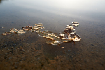 Yellowed leaves float in the water