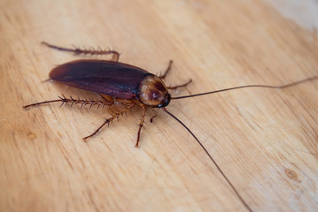 Close up cockroach on wood board