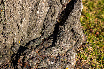tree trunk texture