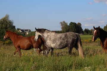 Fototapeta na wymiar Beautiful Horses grazing in a meadow and eating grass. Beautiful gray horse grazing in a meadow. Summer day in Latvia. Stock photo