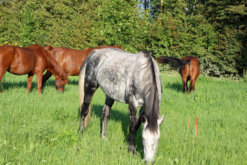 Fototapeta premium Beautiful Horses grazing in a meadow and eating grass. Beautiful gray horse grazing in a meadow. Summer day in Latvia. Stock photo