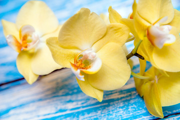     A branch of yellow orchids on a blue wooden background 