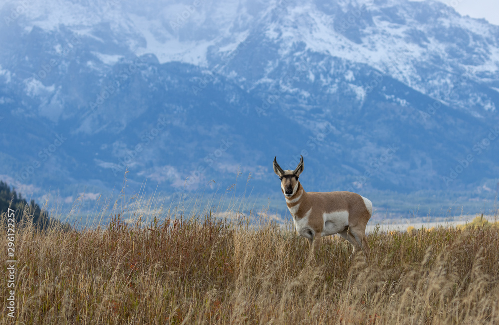 Poster Pronghorn Antelope Buck in Autumn in Wyoming