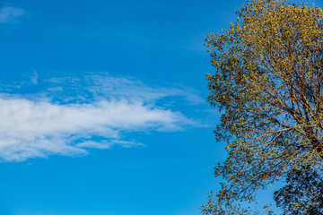 tree against blue sky