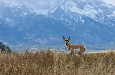 Pronghorn Antelope Buck in Autumn in Wyoming © natureguy