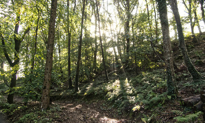 Obraz premium Early autumn in the woods, Cornwall, UK