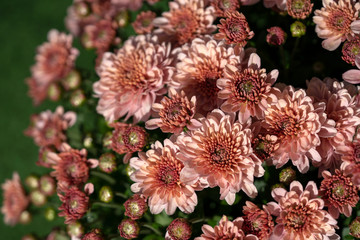 Beautiful chrysanthemum blooming in the garden