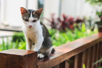 The cat sitting on the wooden fence with blur background.