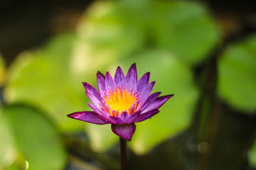 Purple lotus flower in pond with lotus leaves