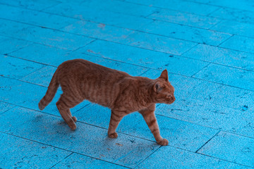 Standing ginger cat
