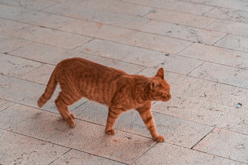 Standing ginger cat