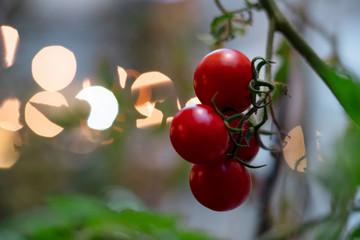 Tomato