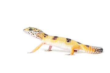 Leopard gecko isolated on white background