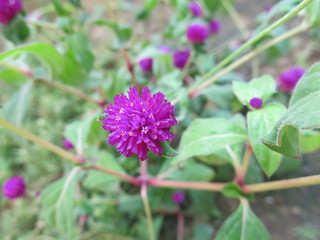 purple flower