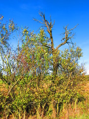 Abgestorbener Baum zwischen herbstlichen Büschen