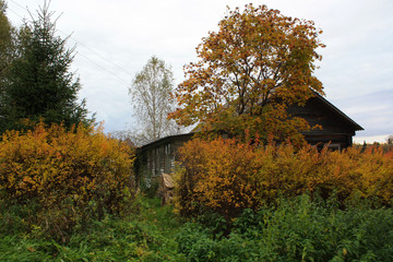 Old house in the forest