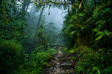 The foggy forest, Sikkim, India