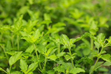 Fresh basil plant in morning light in the garden, Basil leaves is an ingredient in cooking.