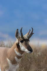 Pronghorn Antelope Buck in Autumn in Wyoming