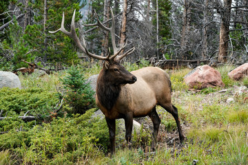 Bull Elk - Pose
