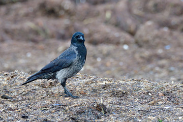 Nebelkrähe bei der Futtersuche an der Ostsee