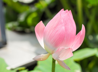 Beautiful pink lotus in tropical garden. Lovely lotus flower bouquet.