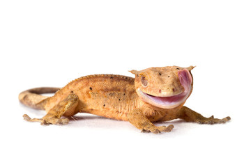 Crested gecko isolated on white background