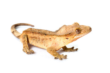 Crested gecko isolated on white background