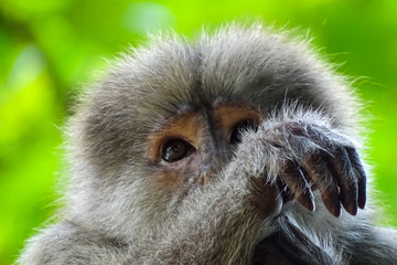 Face of a young male capuchin monkey, he is just in front of the camera lens. Misahualli, Amazon in Ecuador