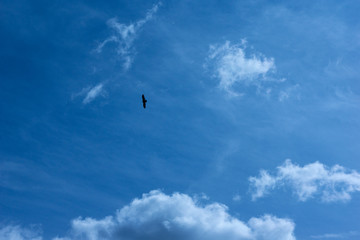 Single hawk soaring in the heavens