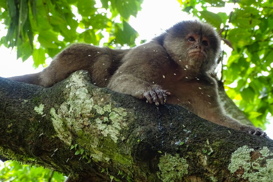 Capuchin monkey female lyiong on the branch of a tree. Ecuadorian Amazon, Puerto Misahualli