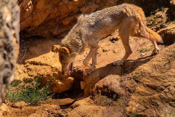 an Iberian wolf resting in a green meadow