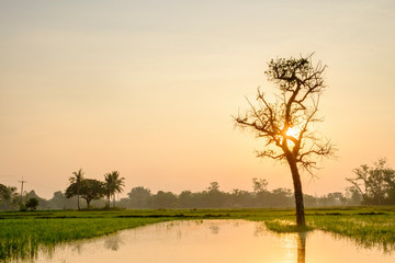 Fototapeta na wymiar morning time viw of sunrise at the rice field
