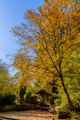 Der Herbst im Siebengebirge 