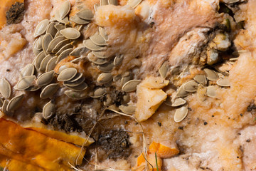 Close view of a broken pumpkin with seeds