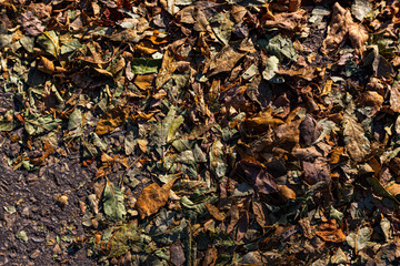 pile of fallen leaves