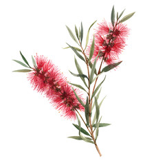 Aquarell australische Callistemon-Illustration © Zenina-Lembrik