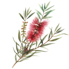 Aquarell australische Callistemon-Illustration © Zenina-Lembrik