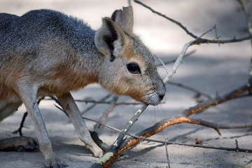 Fototapeta premium Exotic Hare Dolichotis Patagonum Eating Branch Close Up