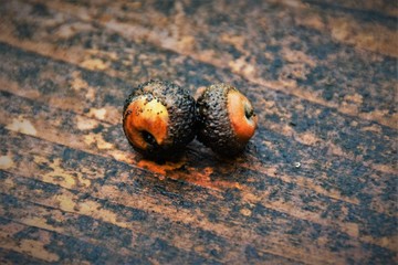 oak fruit on a board