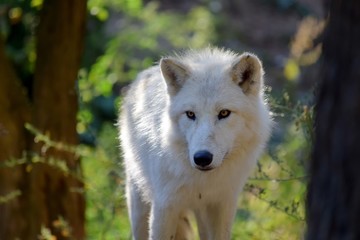 White Arctic Wolf in the Forest Portrait