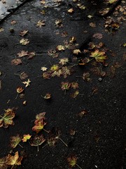 autumn leaves on ground